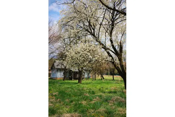podkarpackie, brzozowski, Brzozów, Grabownica Starzeńska, Dom z "Duszą" okolice Sanoka